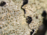 Parmelinopsis minarum image