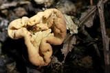 Clavariadelphus truncatus image