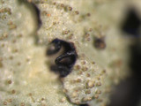 Parmelinopsis minarum image