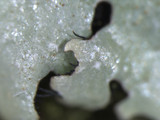 Parmelinopsis minarum image