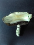 Stropharia coronilla image