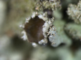 Parmelinopsis minarum image