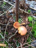 Entoloma quadratum image