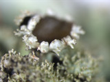 Parmelinopsis minarum image
