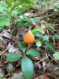 Entoloma quadratum image