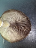 Stropharia coronilla image