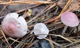 Inocybe lilacina image