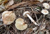 Rhodocollybia maculata image