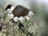 Parmelinopsis minarum image