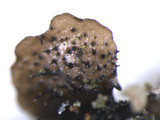 Parmelinopsis minarum image