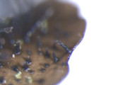 Parmelinopsis minarum image