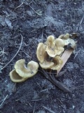 Hohenbuehelia petaloides image
