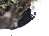 Parmelinopsis minarum image