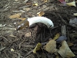 Phallus hadriani image