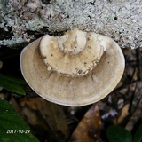 Trametes lactinea image
