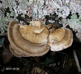 Trametes lactinea image