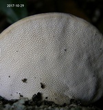 Trametes lactinea image
