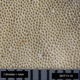 Trametes lactinea image