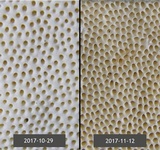 Trametes lactinea image