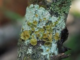 Myelochroa galbina image