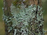 Myelochroa aurulenta image