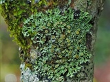 Phaeophyscia ciliata image