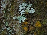 Physcia atrostriata image