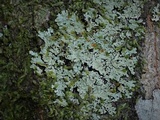 Image of Pyxine albovirens