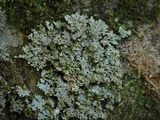 Phaeophyscia rubropulchra image