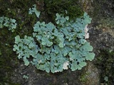 Physcia atrostriata image