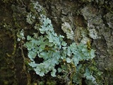 Physcia atrostriata image