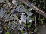 Peltigera praetextata image