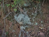 Cladonia polycarpia image