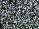 Cladonia polycarpia image