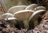 Pleurotus dryinus image
