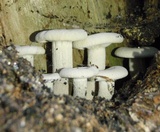 Pleurotus dryinus image