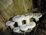 Pleurotus dryinus image