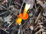 Humidicutis marginata image