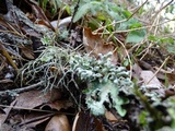 Hypogymnia tubulosa image