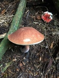 Austroboletus gracilis image