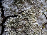 Physconia americana image