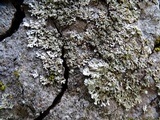 Physconia americana image