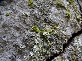 Physconia americana image