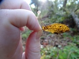 Gymnopus quercophilus image