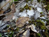 Gymnopus quercophilus image