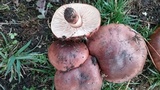 Tricholoma pessundatum image