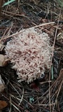Ramaria botrytis image