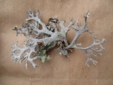 Pseudevernia consocians image