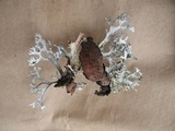 Pseudevernia consocians image