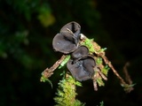 Plectania melastoma image